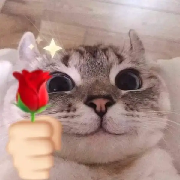 View TikTok, Telegram, Instagram | 05/05